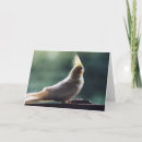 Recherche de cockatiel vœux cartes Salutation