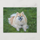 Recherche de pomeranians cartes postales Toute personne