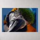 Zoek naar macaw birds posters Vogels