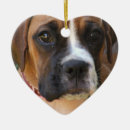 Recherche de noël de boxeur Canin