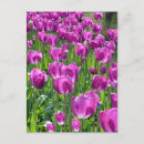 Zoek naar paarse tulpen briefkaarten Lente