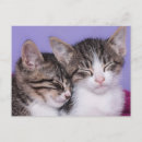 Recherche de chaton mignon cartes postales Animaux mignons