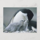 Recherche de schafer de kevin cartes postales Oiseau