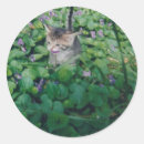Recherche de sourire de chat autocollants Chaton