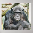 Zoek naar grappige chimpansee posters Chimpansees