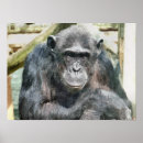 Zoek naar grappige chimpansee kunst Wild