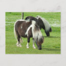 Recherche de poney de shetland cartes postales Ranch