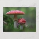 Zoek naar mushroom briefkaarten Fungi