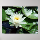 Recherche de fleur lotus posters Étang