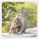 Recherche de de mur de singe Animal