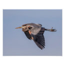 Zoek naar waadvogel posters Watervogel