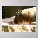 Recherche de zoo posters Faune