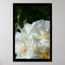 Zoek naar witte wilde rozen posters Roos