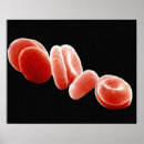 Recherche de cytologie posters Biologie