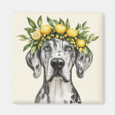 Recherche de de great dane magnets Chiot