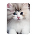 Recherche de chaton magnets Animal de compagnie