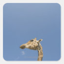 Recherche de tête de girafe autocollants Animal