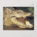 Recherche de dang cartes postales Crocodile