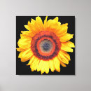 Recherche de tournesol rouge posters Flore