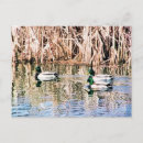 Recherche de canards sauvages cartes postales Animaux