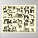 Recherche de toilettage de chien posters Dog