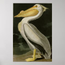 Recherche de pélican blanc posters Audubon