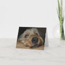 Recherche de chocolat labrador retriever vœux cartes Laboratoire