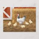 Zoek naar kuikens baby briefkaarten Landbouwhuisdieren