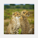 Recherche de faune magnets Afrique