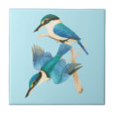 Zoek naar ijsvogel tegels Blauw