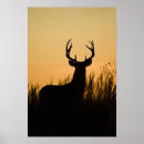 Recherche de cerf virginie posters Odocoileus virginianus