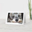 Zoek naar schnauzer honden kaarten Liefde