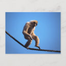 Recherche de humour singe cartes postales Faune