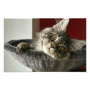 Recherche de chaton de ragondin Ragondin du maine