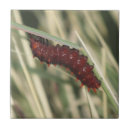 Recherche de chenille carreaux Papillon