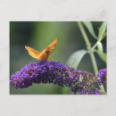 Recherche de buisson papillon cartes postales Fleur