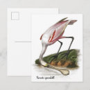 Recherche de peinture rose cartes postales Oiseau