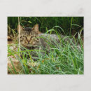Recherche de chats tigrés cartes postales Amoureux des chats