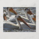 Zoek naar pelikaan briefkaarten Fotografie