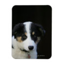 Recherche de border collie magnets Plomb et pam langrish