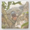 Zoek naar koala onderzetters Dier