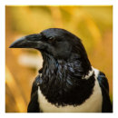 Zoek naar kraai posters Vogel