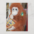 Zoek naar apen briefkaarten Primaten
