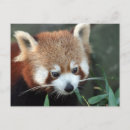 Recherche de petit panda cartes postales Ours