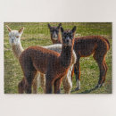 Zoek naar alpaca puzzels Boerderij