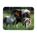 Recherche de miniature magnets Poulain de jument