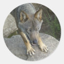 Zoek naar grijze wolf stickers Dier