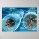 Zoek naar neuronen posters Biologie