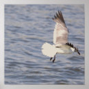Zoek naar vliegende vogels kunst Wild