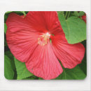 Recherche de hibiscus tapis souris Fleur d'hibiscus